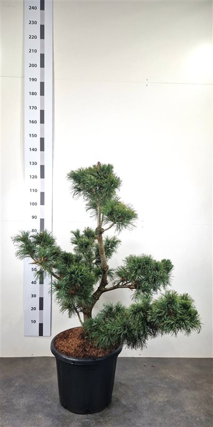 Pinus parv. 'Himburgii' - 100-120 CM Bonsai Cont.